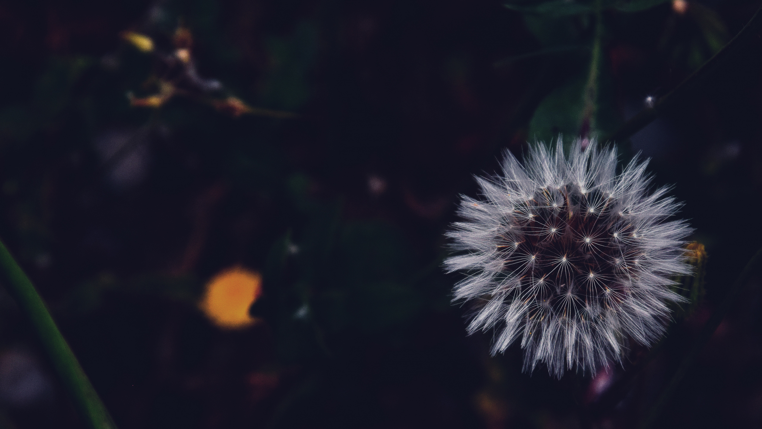 Обои цветок, вода, одуванчик, растение, ночь в разрешении 2560x1440