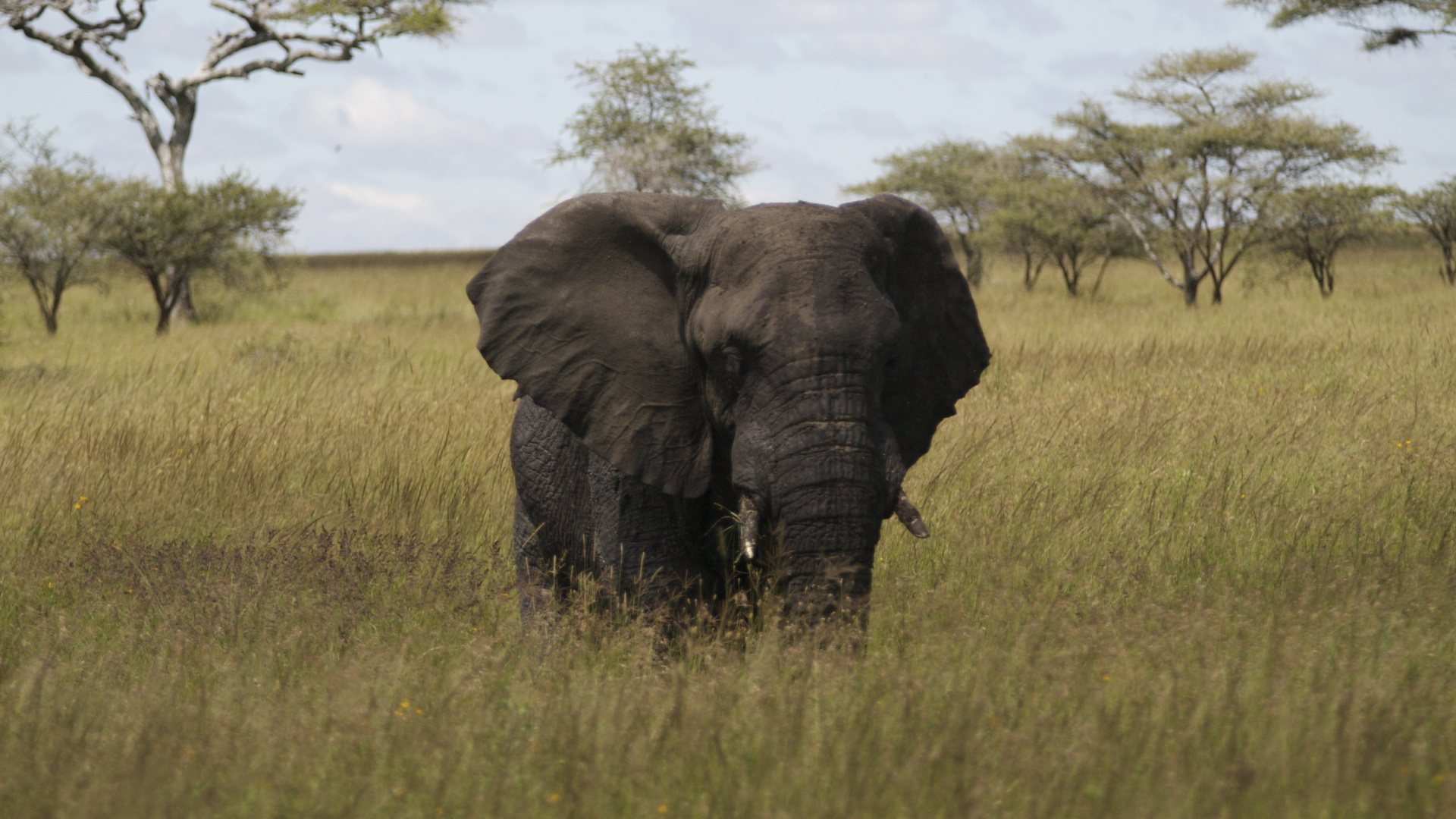 Обои африканский слон Буша, Африканский лесной слон, Слон, браконьерство, наземные животные в разрешении 1920x1080
