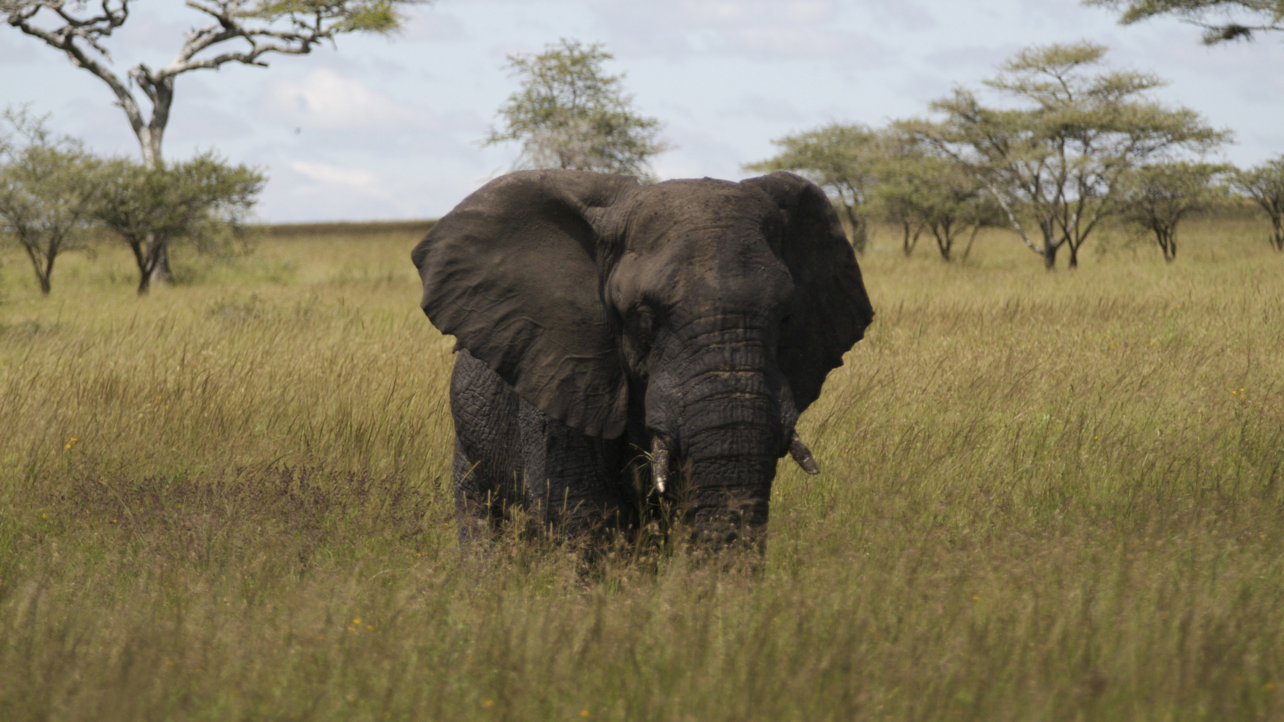 Обои африканский слон Буша, Африканский лесной слон, Слон, браконьерство, наземные животные в разрешении 2560x1440
