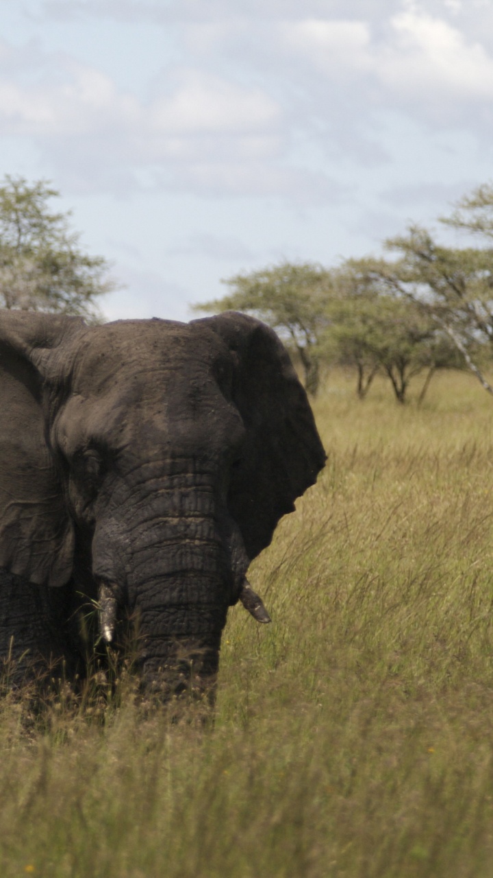 Обои африканский слон Буша, Африканский лесной слон, Слон, браконьерство, наземные животные в разрешении 720x1280
