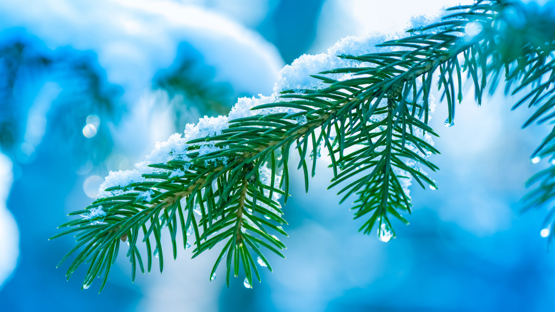 Обои дерево, ветвь, синий, хвойное дерево, крупный план в разрешении 1920x1080