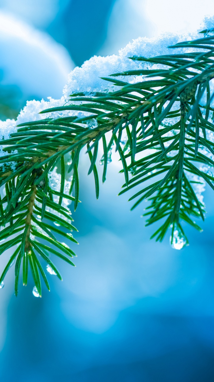 Обои дерево, ветвь, синий, хвойное дерево, крупный план в разрешении 720x1280