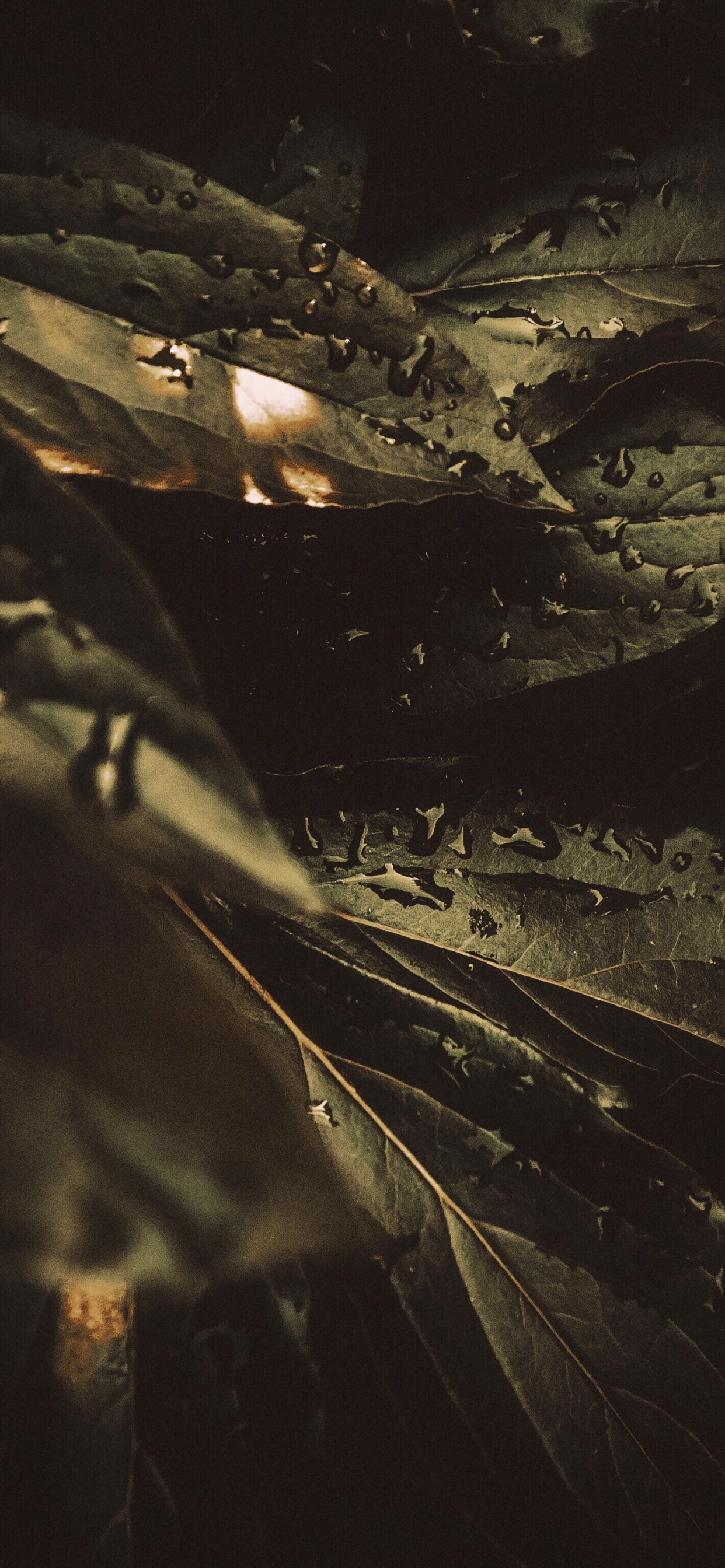 Обои роса, черный, темнота, вода, ночь в разрешении 1242x2688