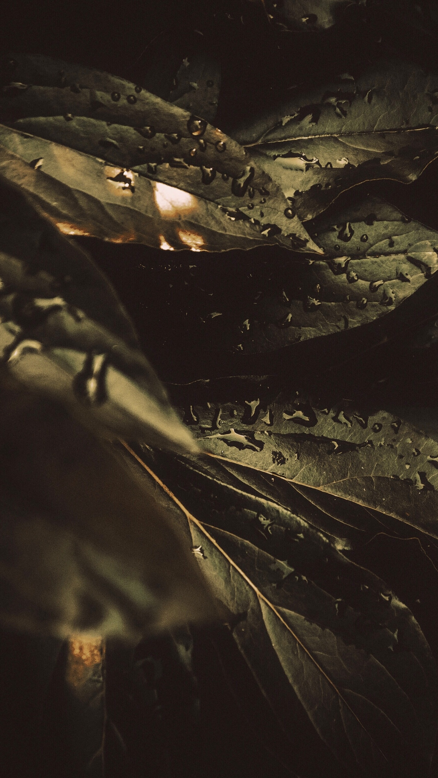 Обои роса, черный, темнота, вода, ночь в разрешении 1440x2560