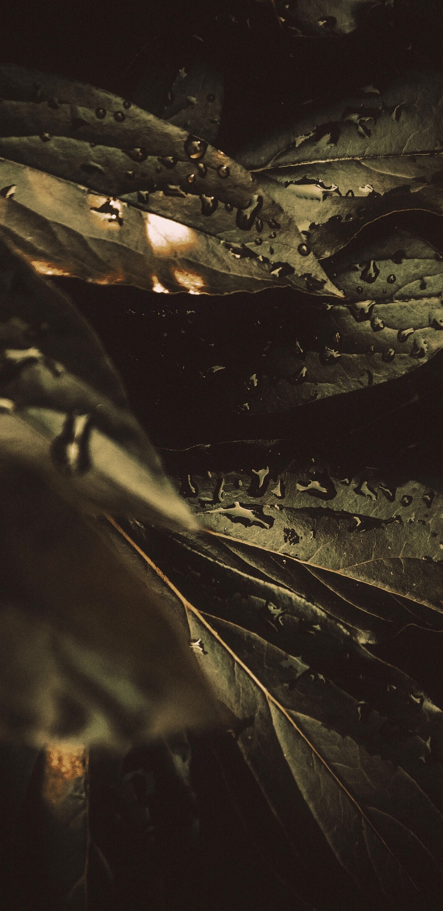 Обои роса, черный, темнота, вода, ночь в разрешении 1440x2960