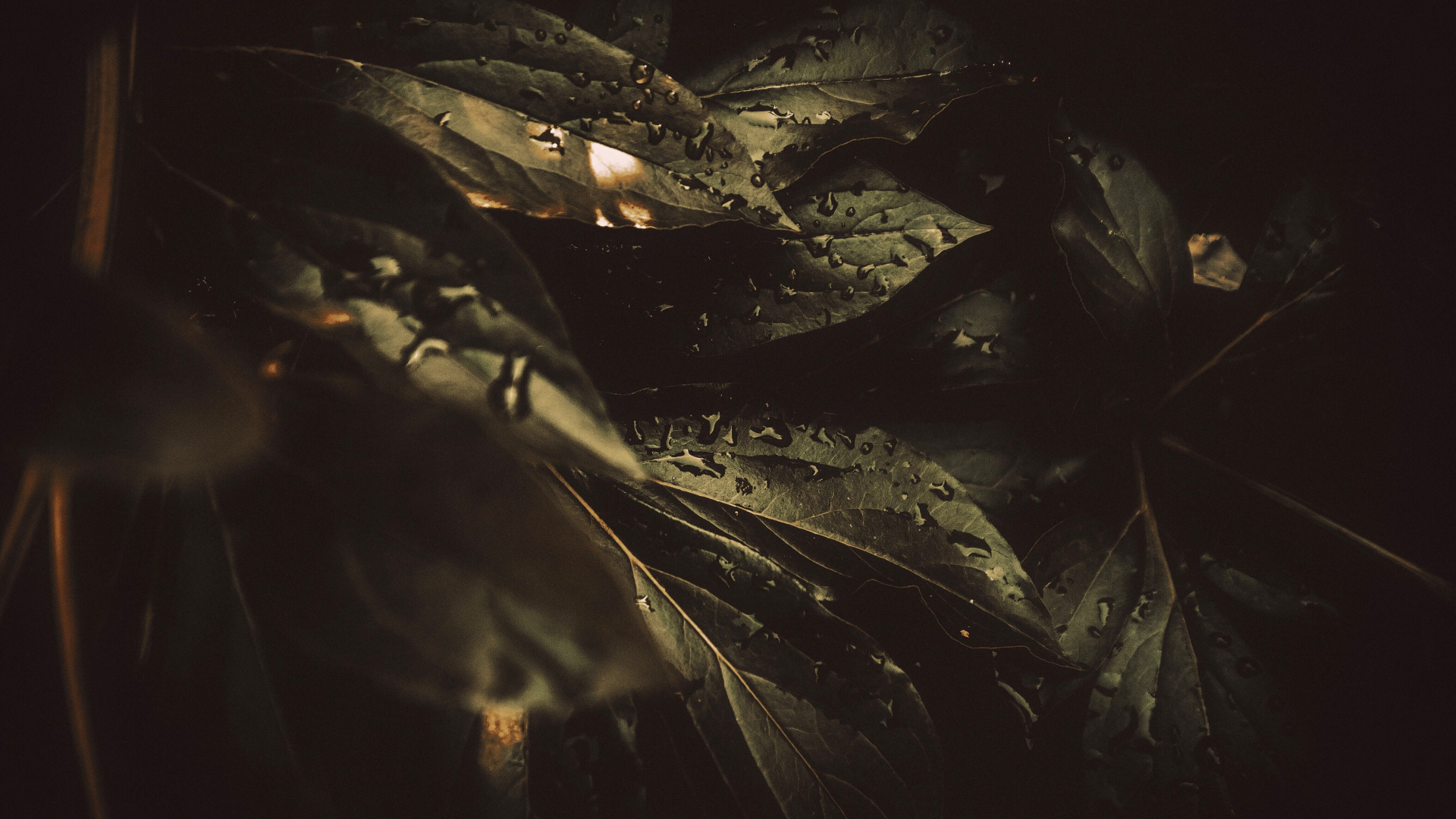 Обои роса, черный, темнота, вода, ночь в разрешении 1920x1080