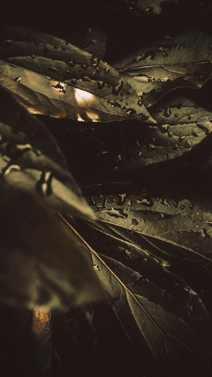 Обои роса, черный, темнота, вода, ночь в разрешении 720x1280