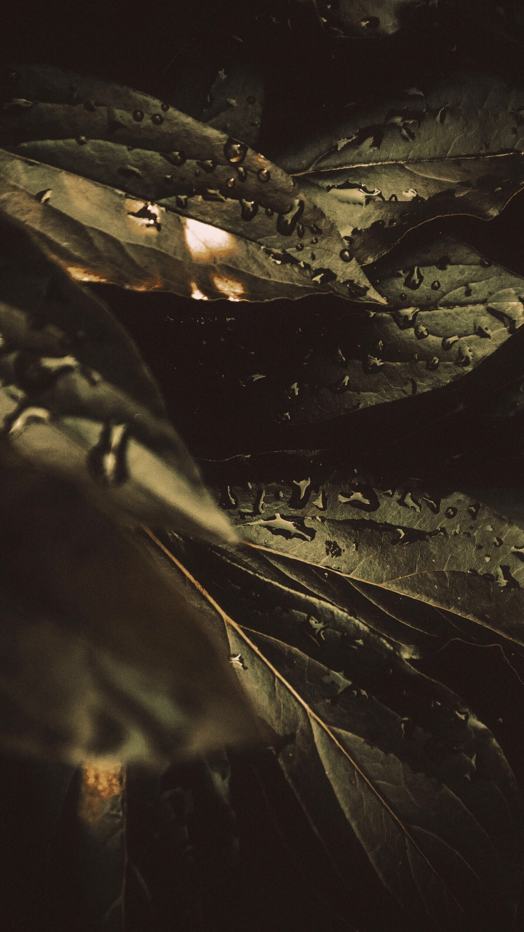 Обои роса, черный, темнота, вода, ночь в разрешении 750x1334