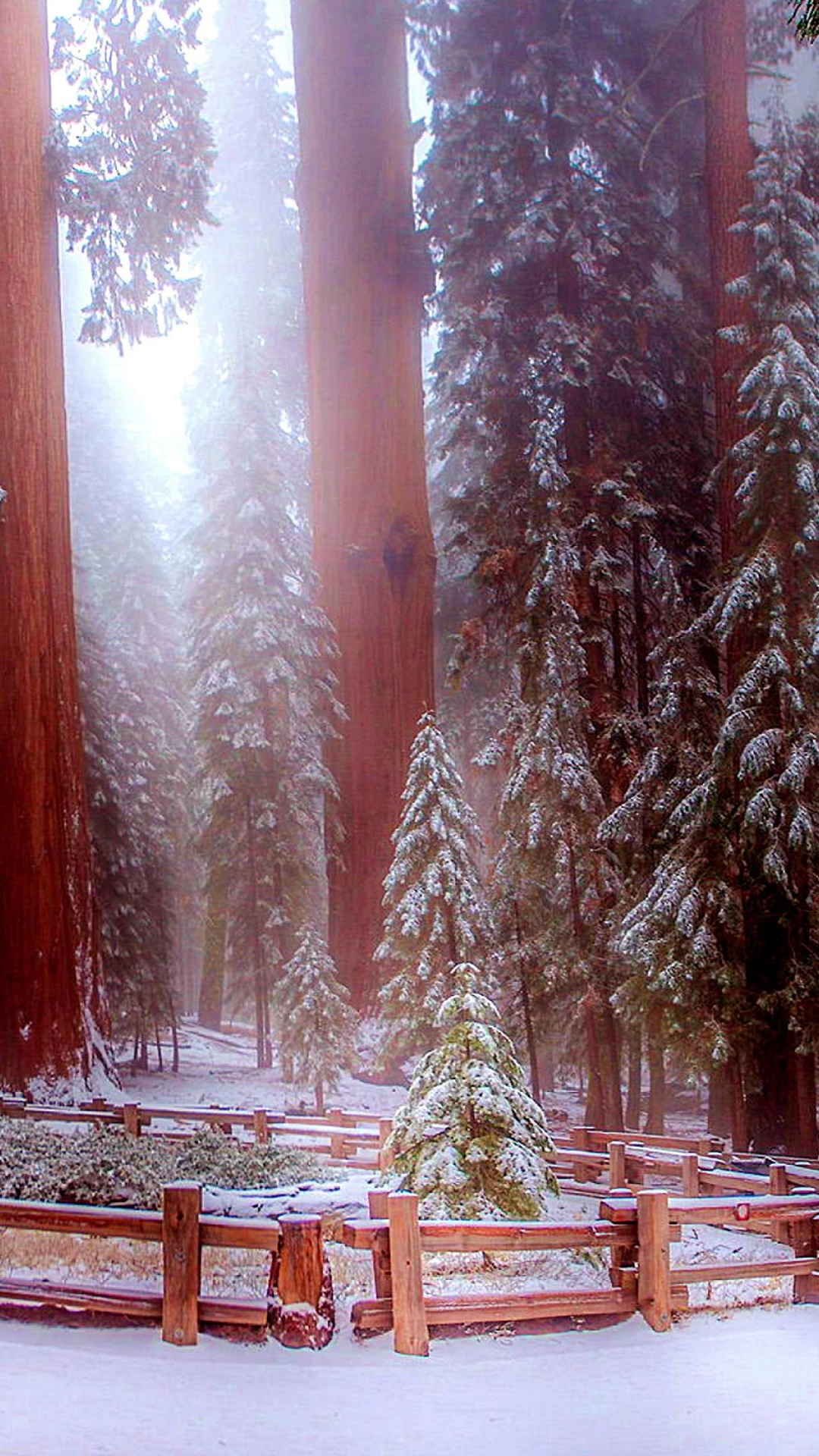 Обои национальный парк, парк, гигантская секвойя, зима, дерево в разрешении 1080x1920