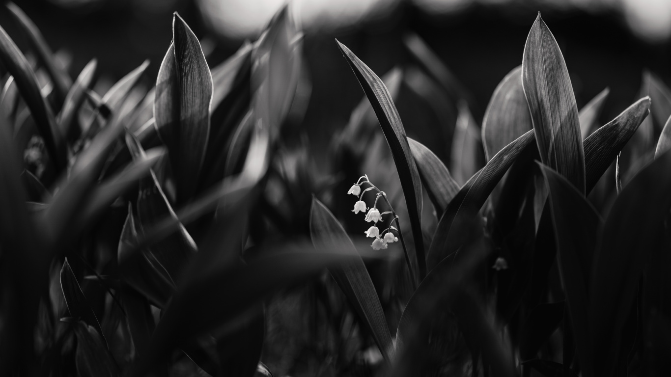 Обои цветок, черный, белые, вода, монохромный в разрешении 1366x768