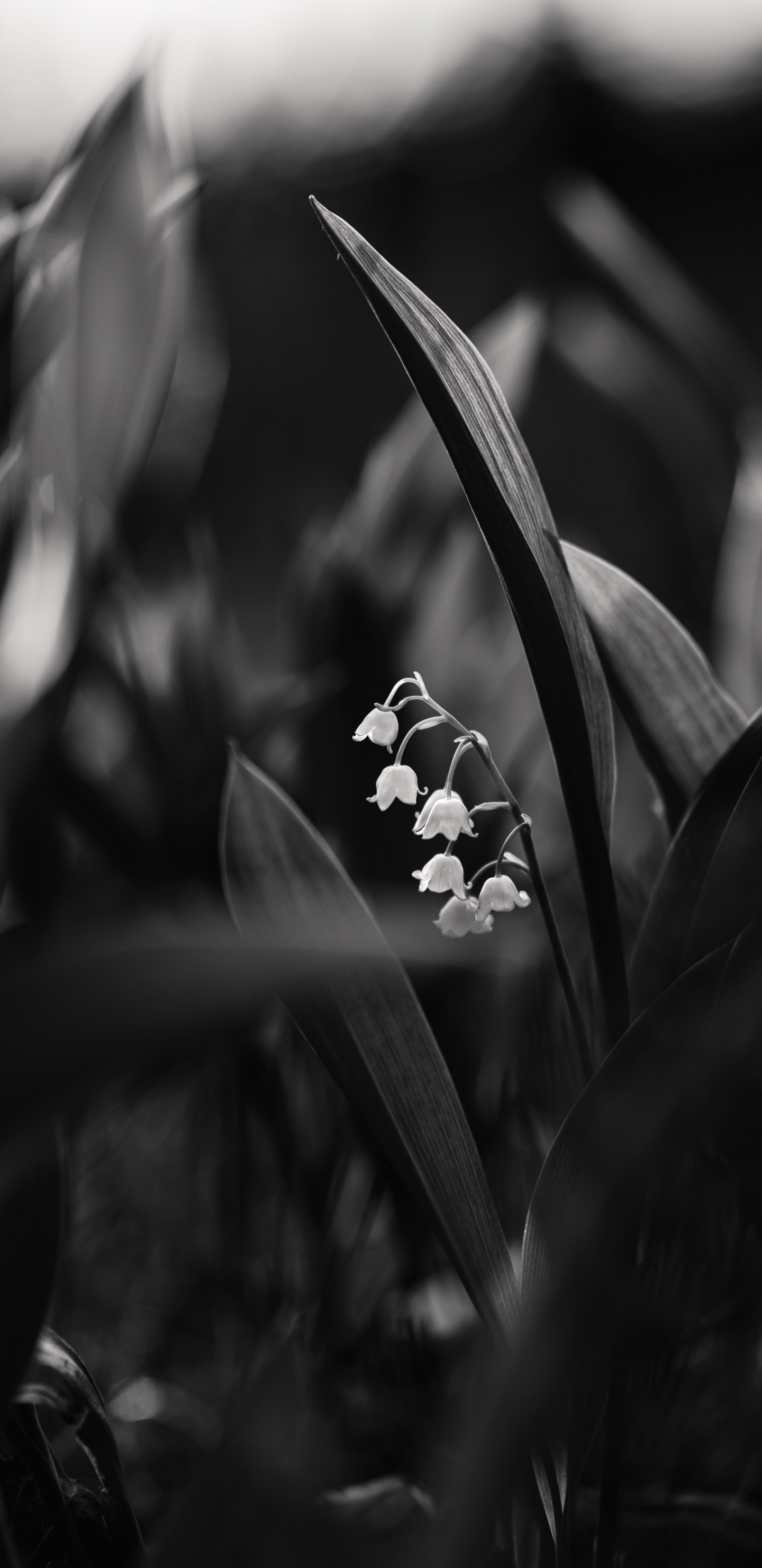 Обои цветок, черный, белые, вода, монохромный в разрешении 1440x2960