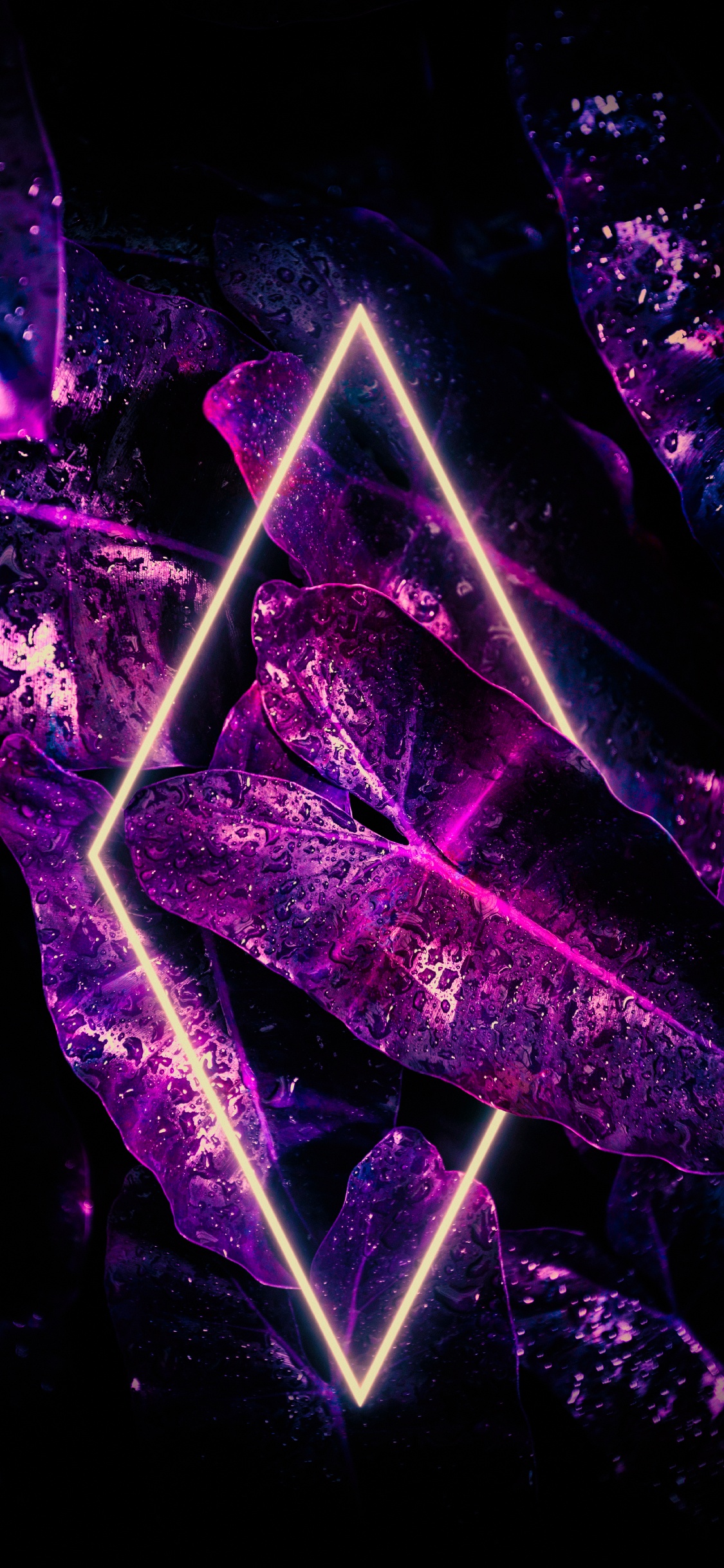 Обои свет, комнатное растение, вода, растение, пурпур в разрешении 1125x2436