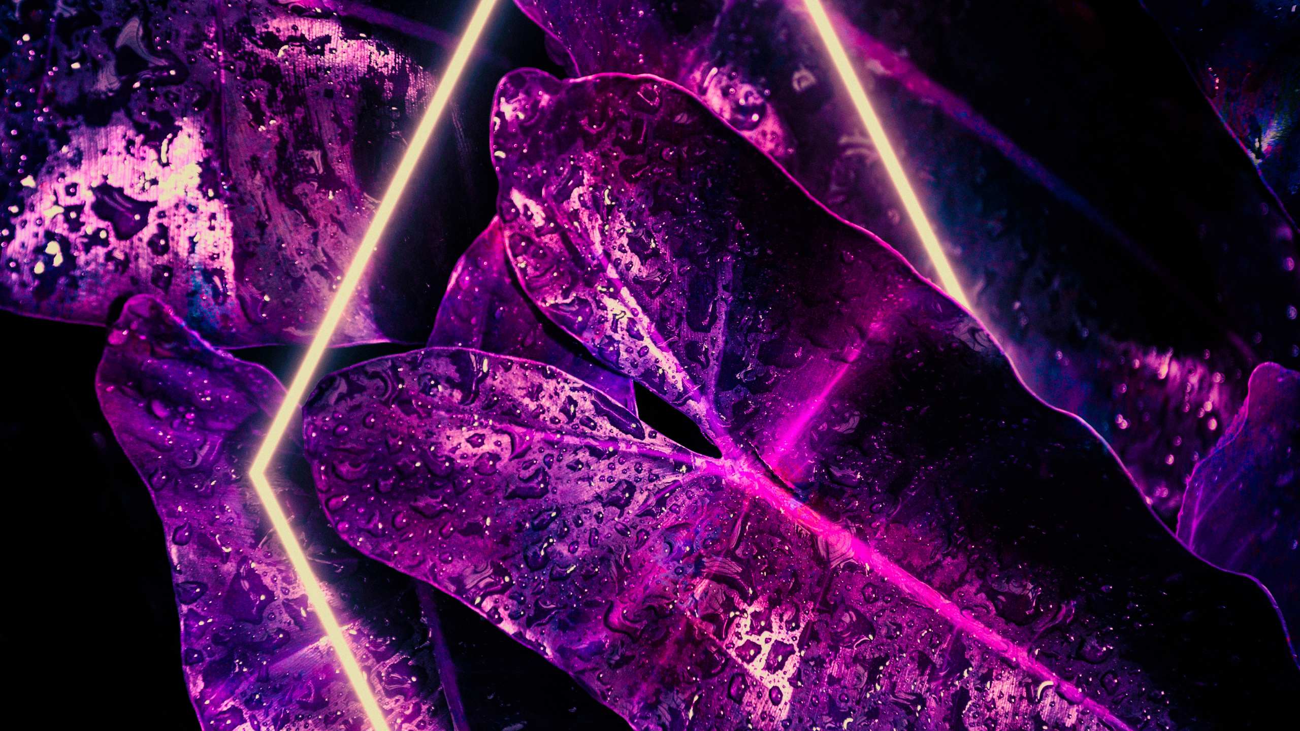 Обои свет, комнатное растение, вода, растение, пурпур в разрешении 2560x1440