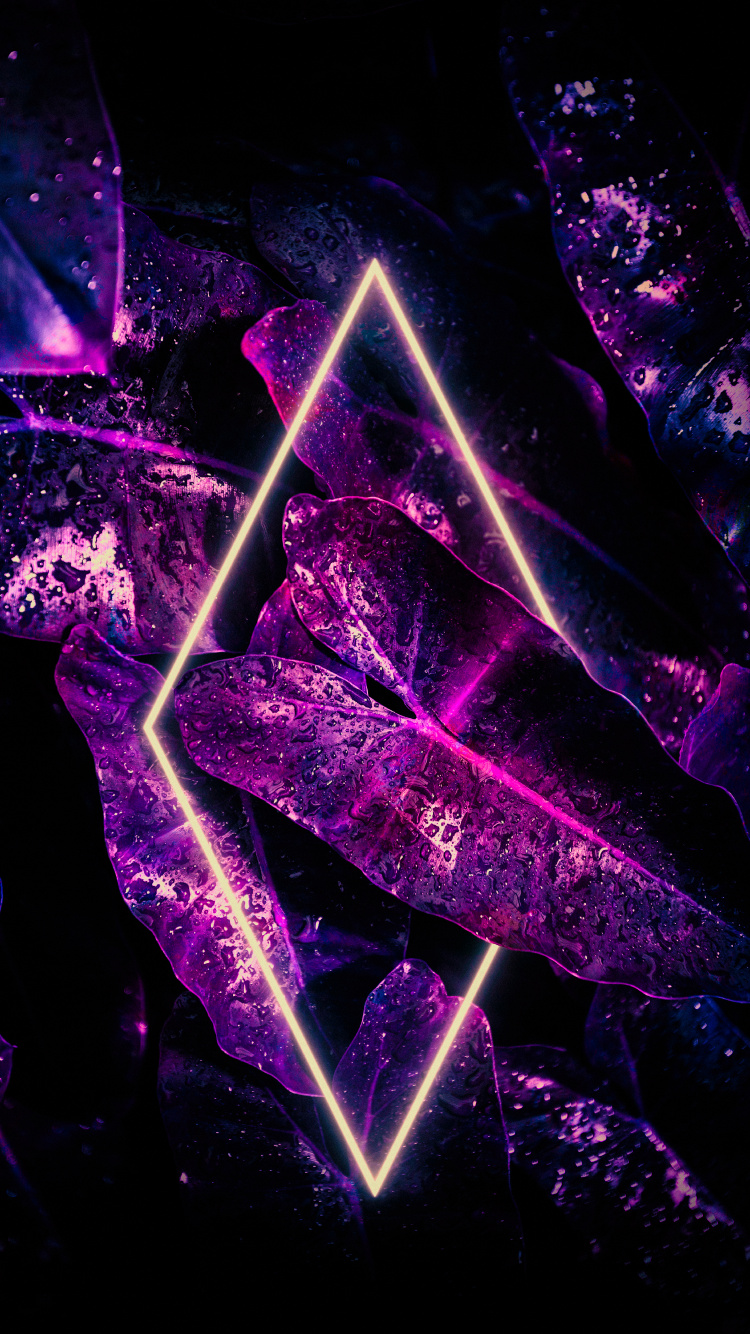 Обои свет, комнатное растение, вода, растение, пурпур в разрешении 750x1334