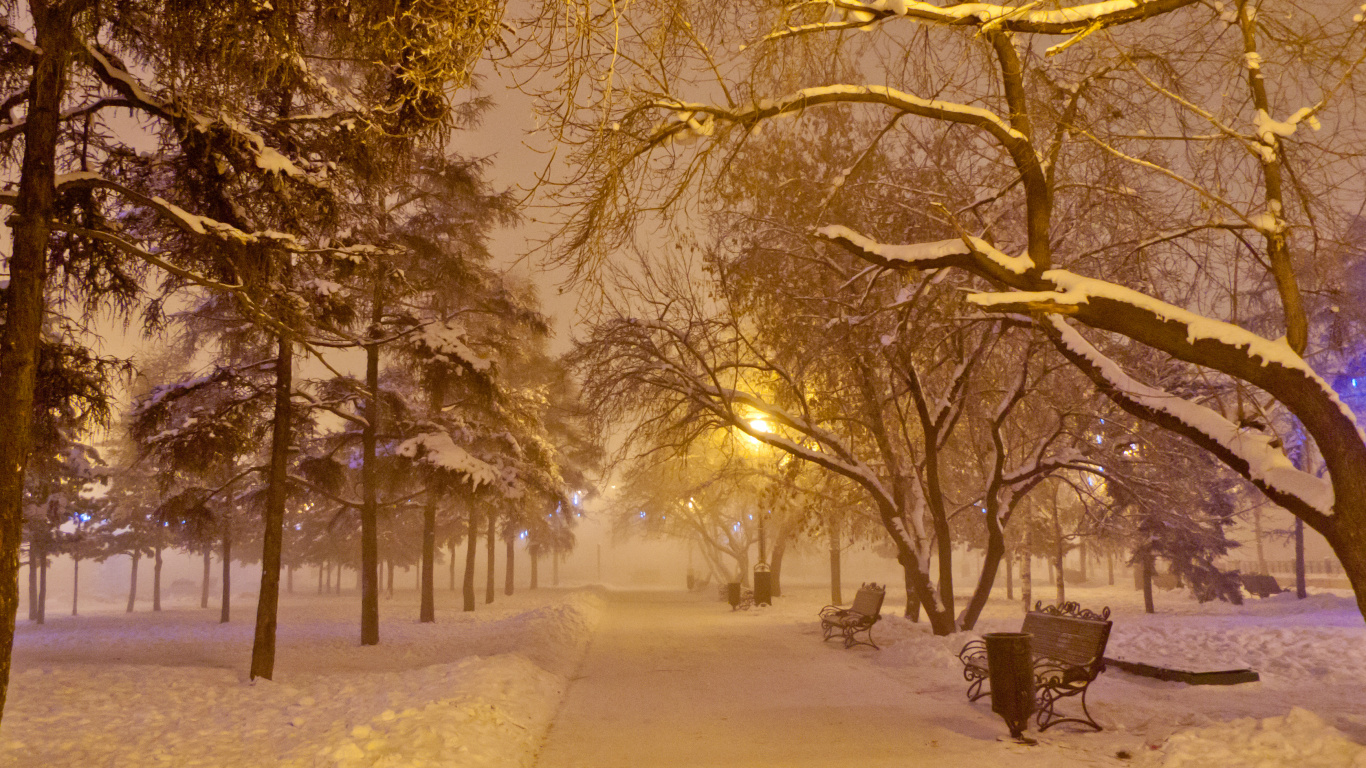Обои снег, зима, природа, дерево, ветвь в разрешении 1366x768