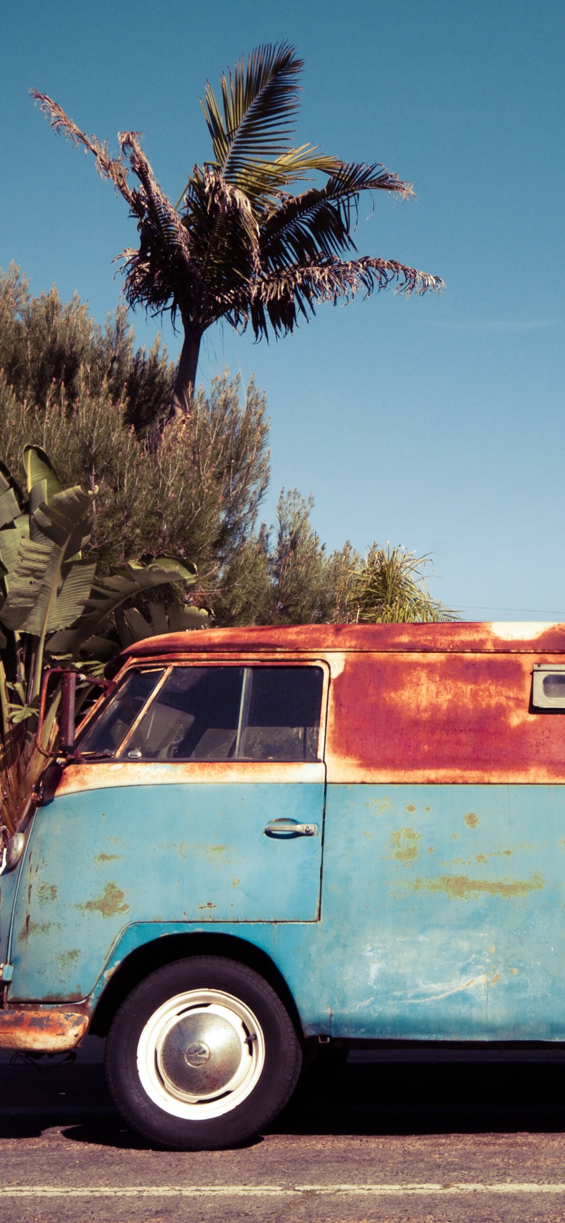 Обои дерево, шина, колесо, растение, дневное время в разрешении 1125x2436