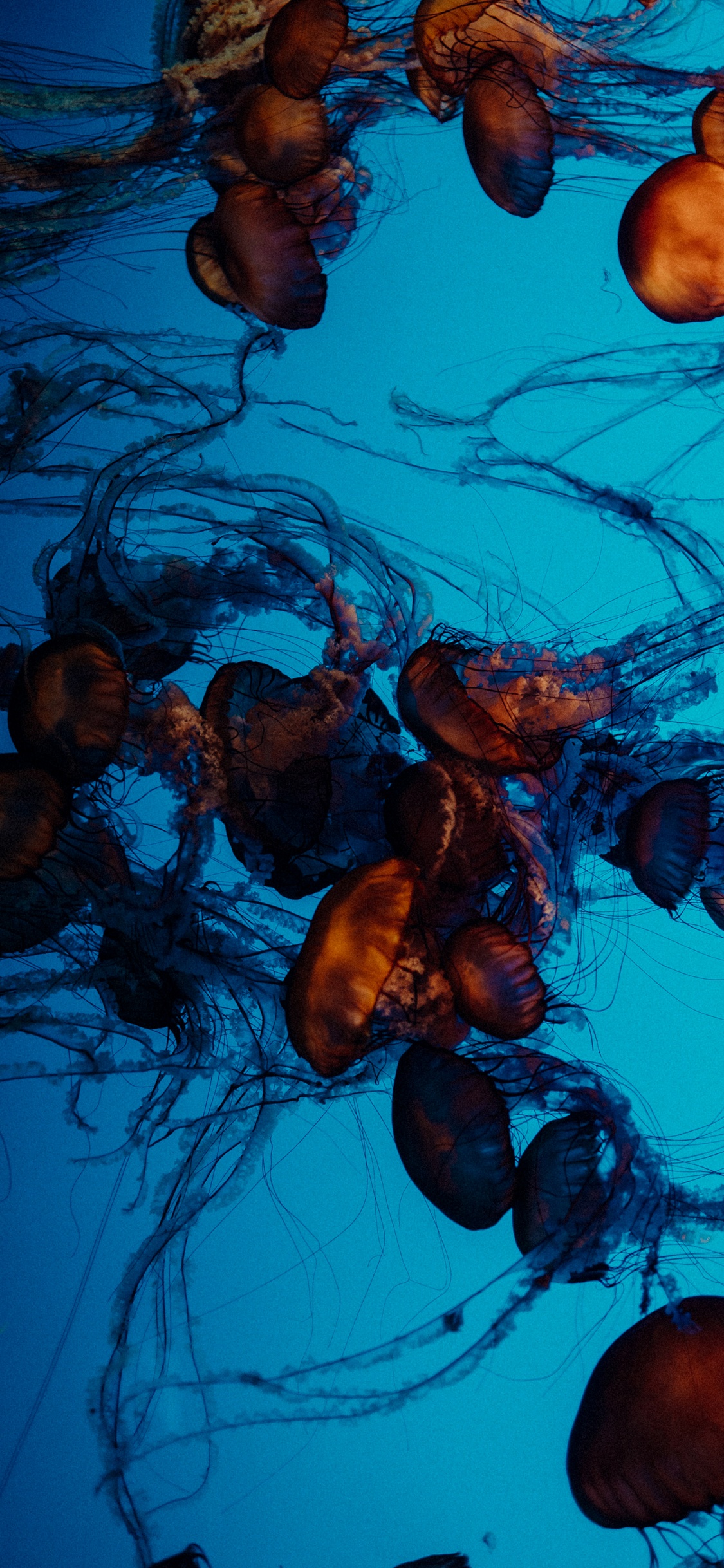 Обои визуальное искусство, натюрморт, арт, жизнь, Медуза в разрешении 1125x2436