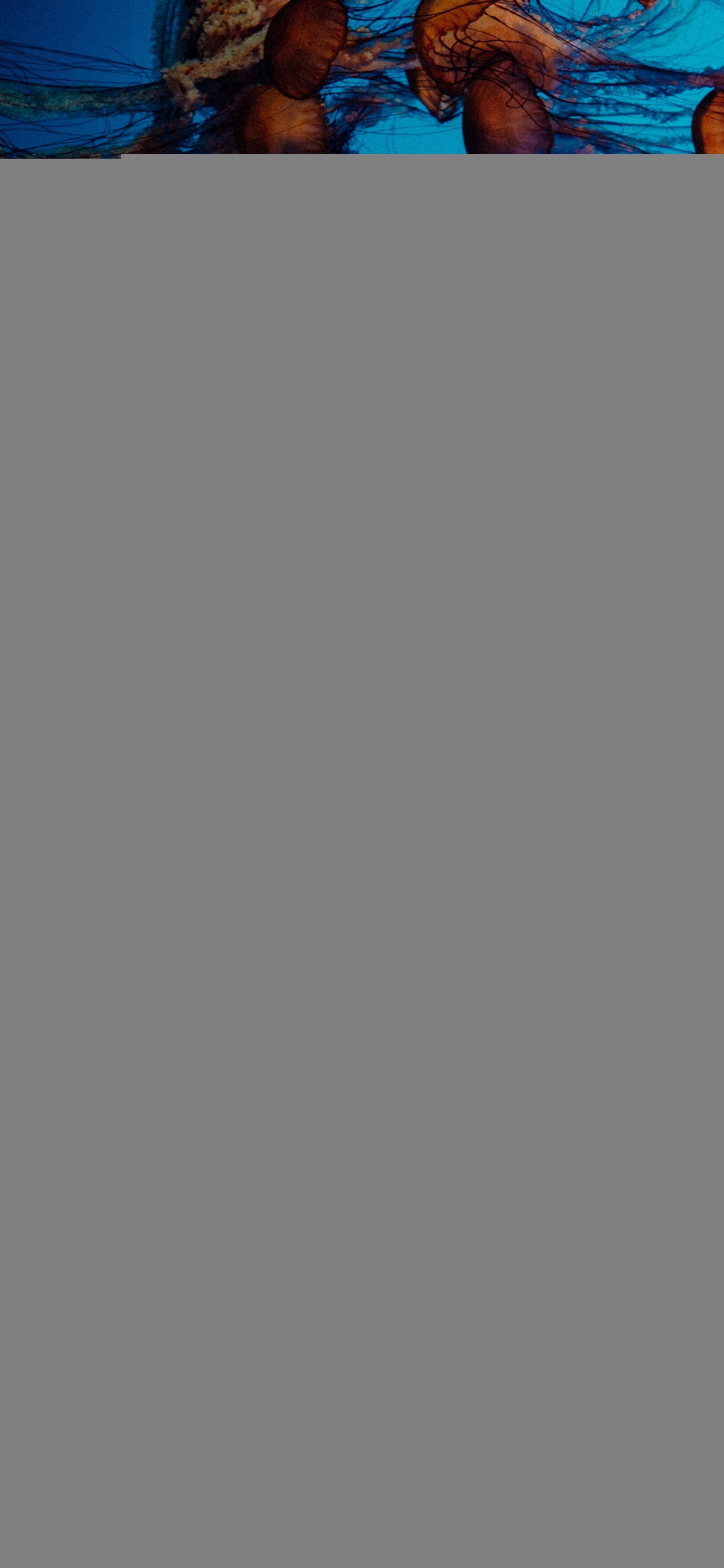 Обои визуальное искусство, натюрморт, арт, жизнь, Медуза в разрешении 1242x2688