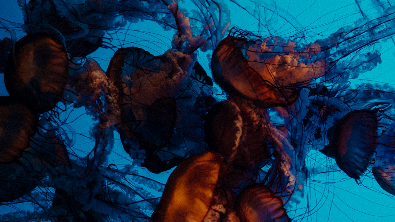 Обои визуальное искусство, натюрморт, арт, жизнь, Медуза в разрешении 1280x720