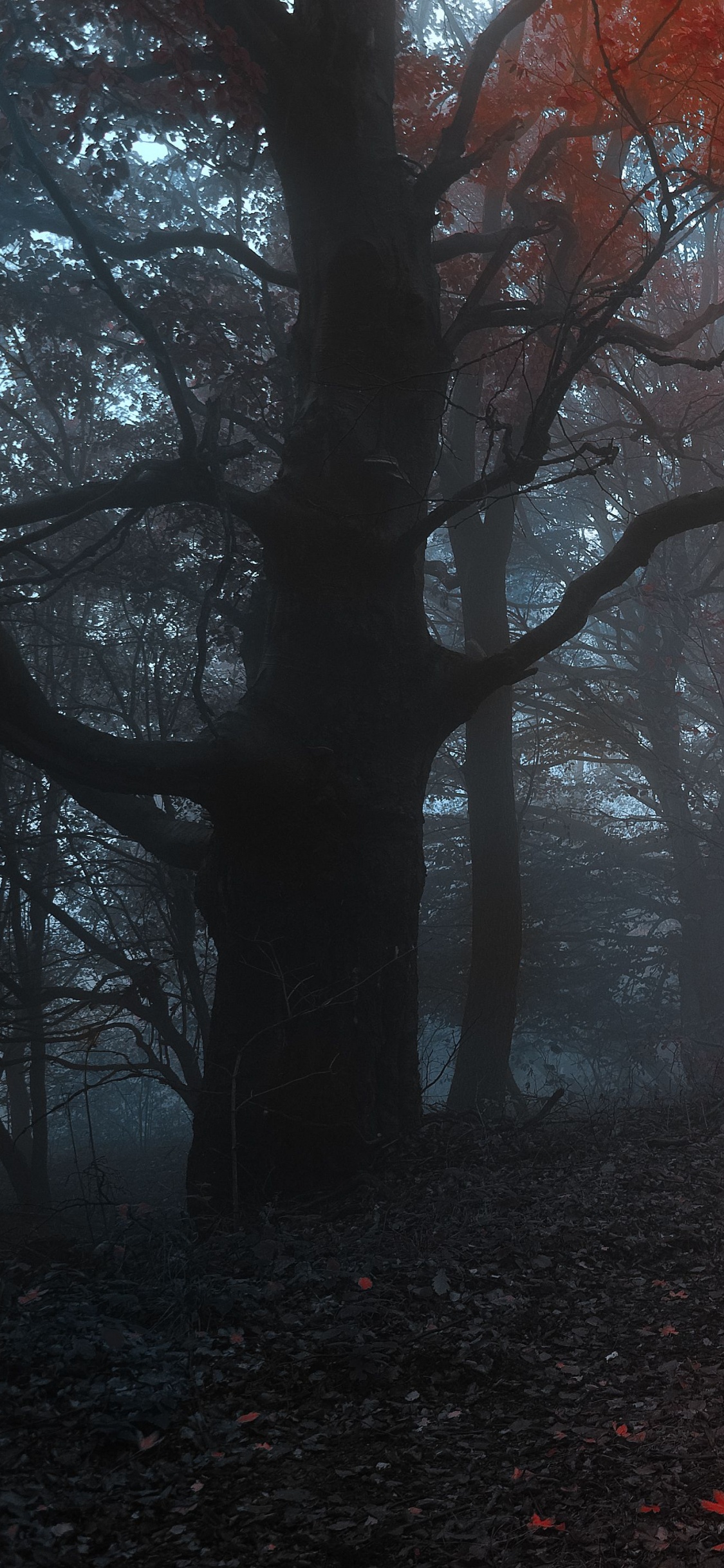 Обои лес, осень, дерево, природа, лесистая местность в разрешении 1125x2436