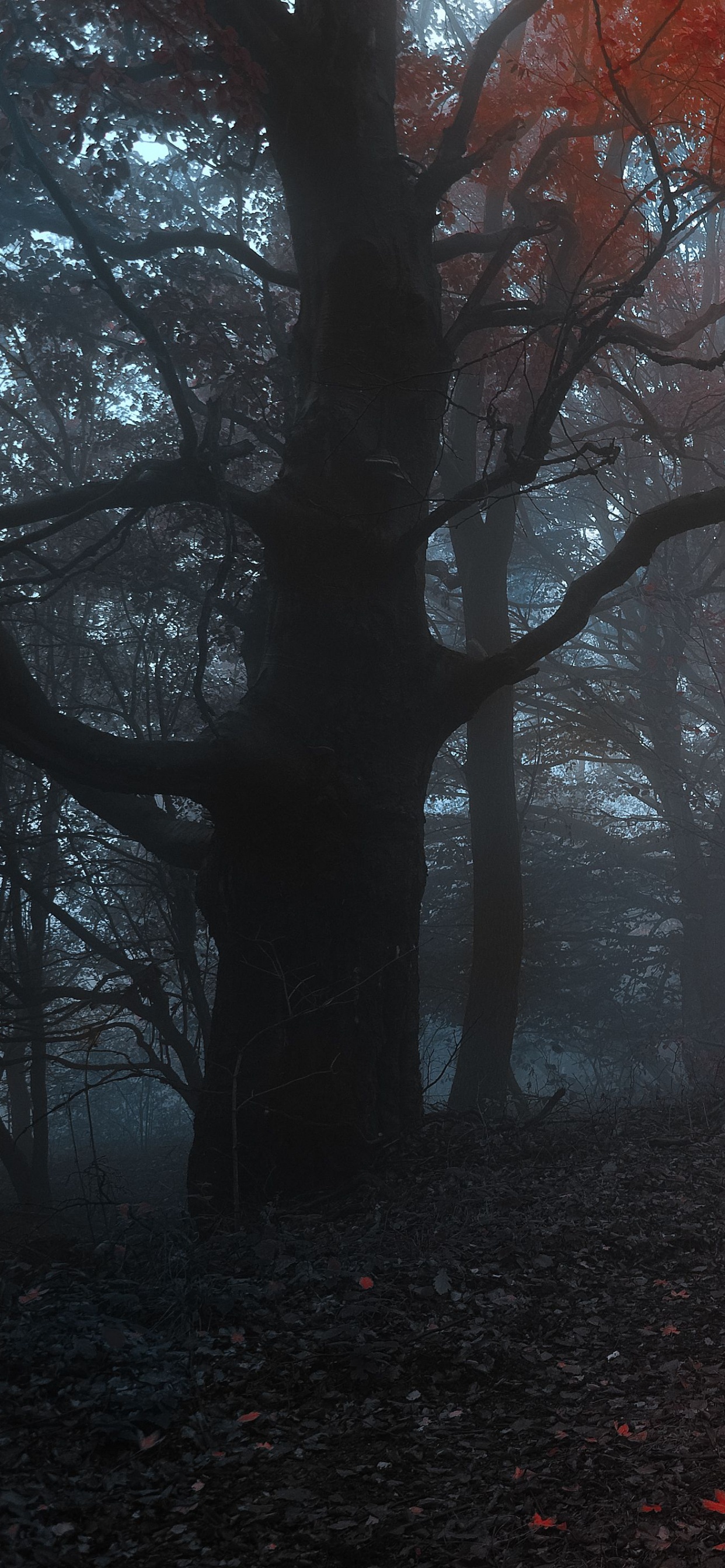 Обои лес, осень, дерево, природа, лесистая местность в разрешении 1242x2688