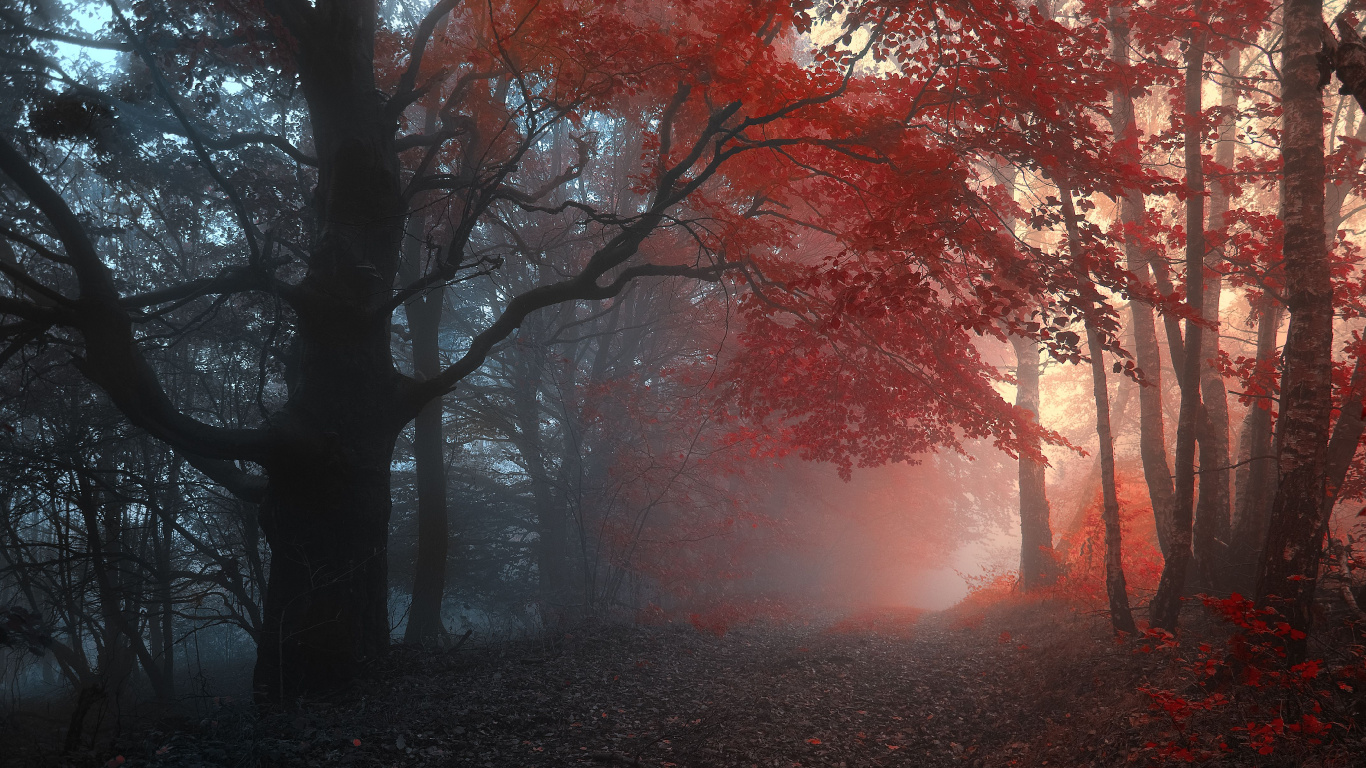 Обои лес, осень, дерево, природа, лесистая местность в разрешении 1366x768