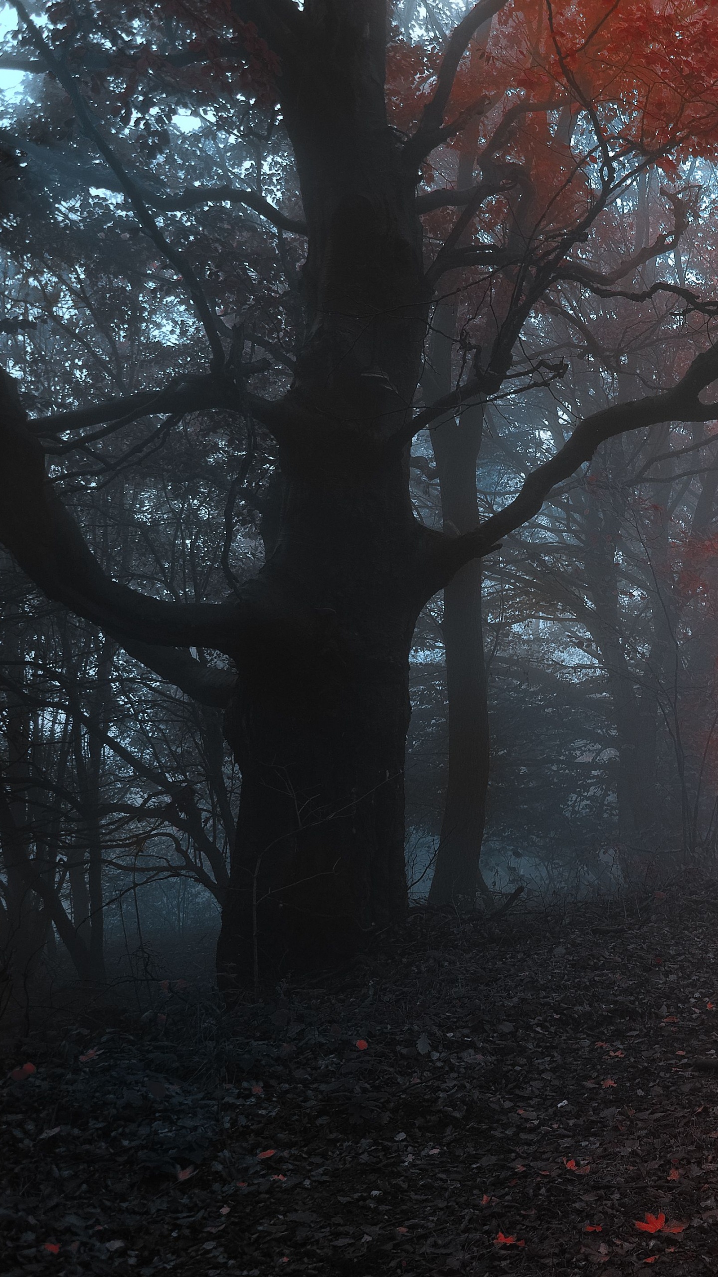 Обои лес, осень, дерево, природа, лесистая местность в разрешении 1440x2560