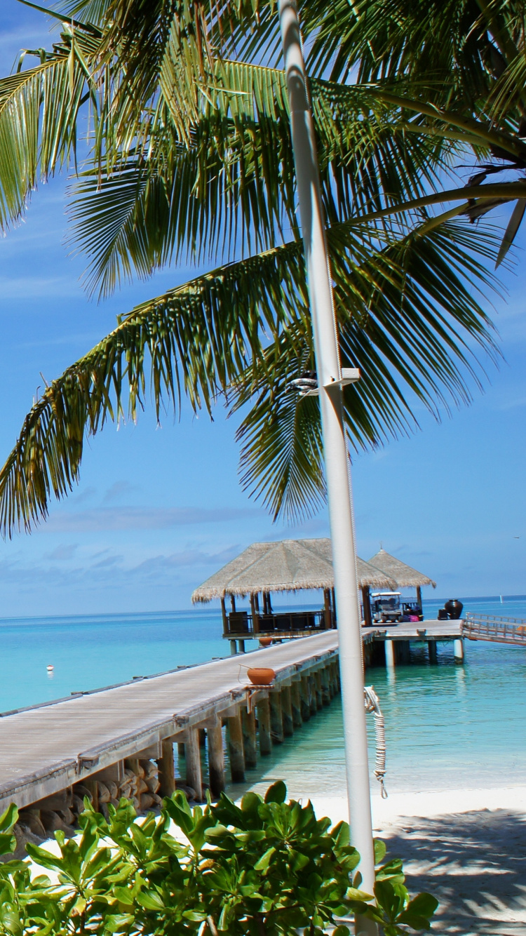 Обои пляж, тропическая зона, Пальма, Карибский бассейн, море в разрешении 750x1334