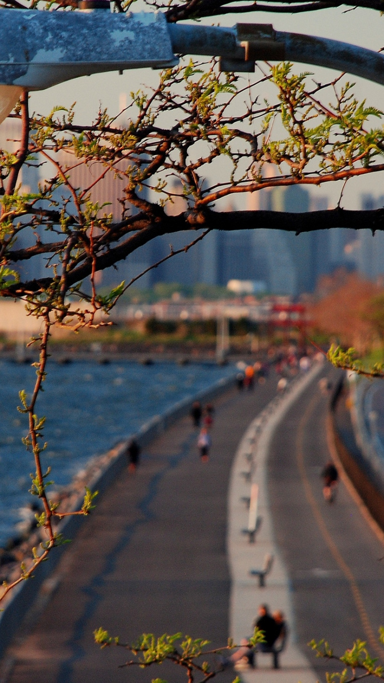 Обои город, дерево, ветвь, лист, городской район в разрешении 750x1334