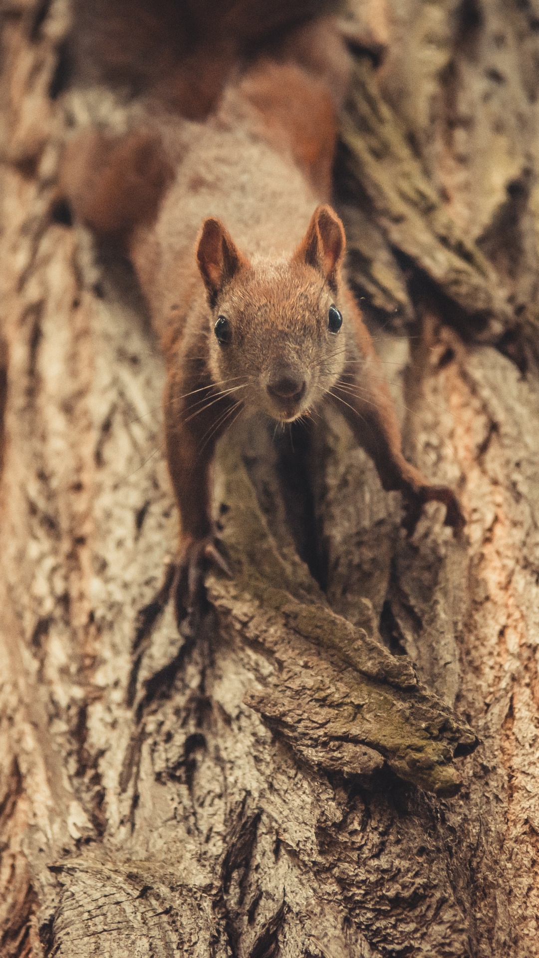 Обои грызун, Мини-Программы WeChat В, коричневый цвет, адаптация, дерево в разрешении 1080x1920