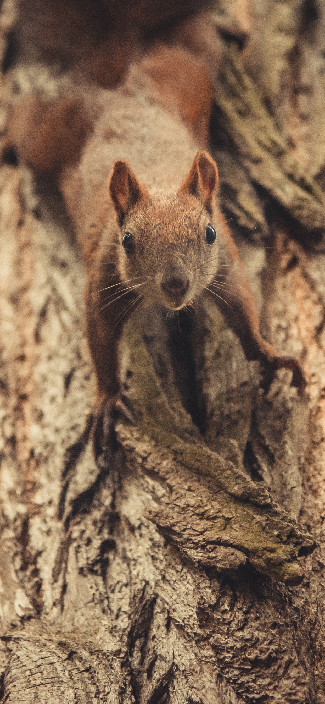Обои грызун, Мини-Программы WeChat В, коричневый цвет, адаптация, дерево в разрешении 1242x2688