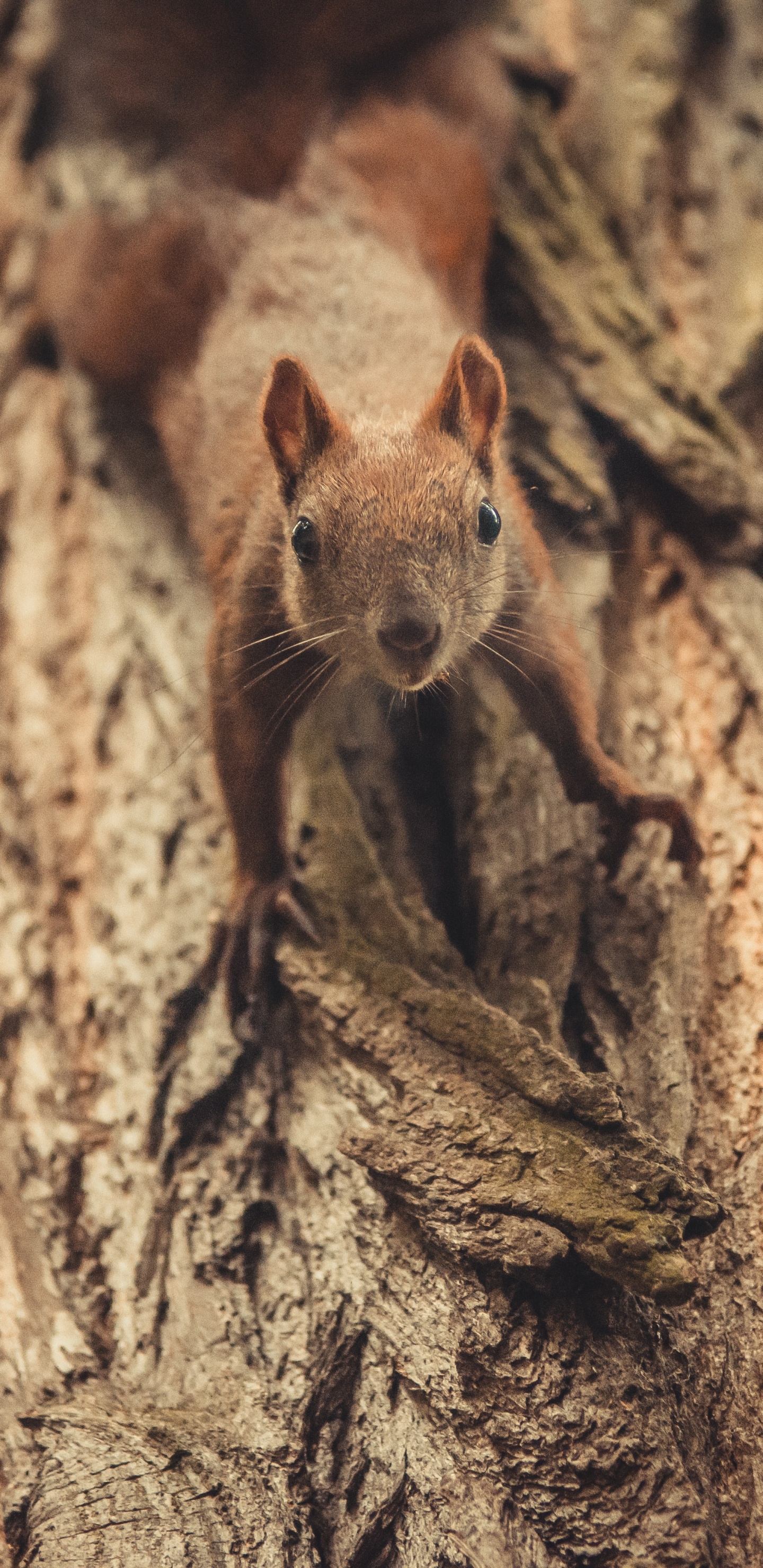 Обои грызун, Мини-Программы WeChat В, коричневый цвет, адаптация, дерево в разрешении 1440x2960