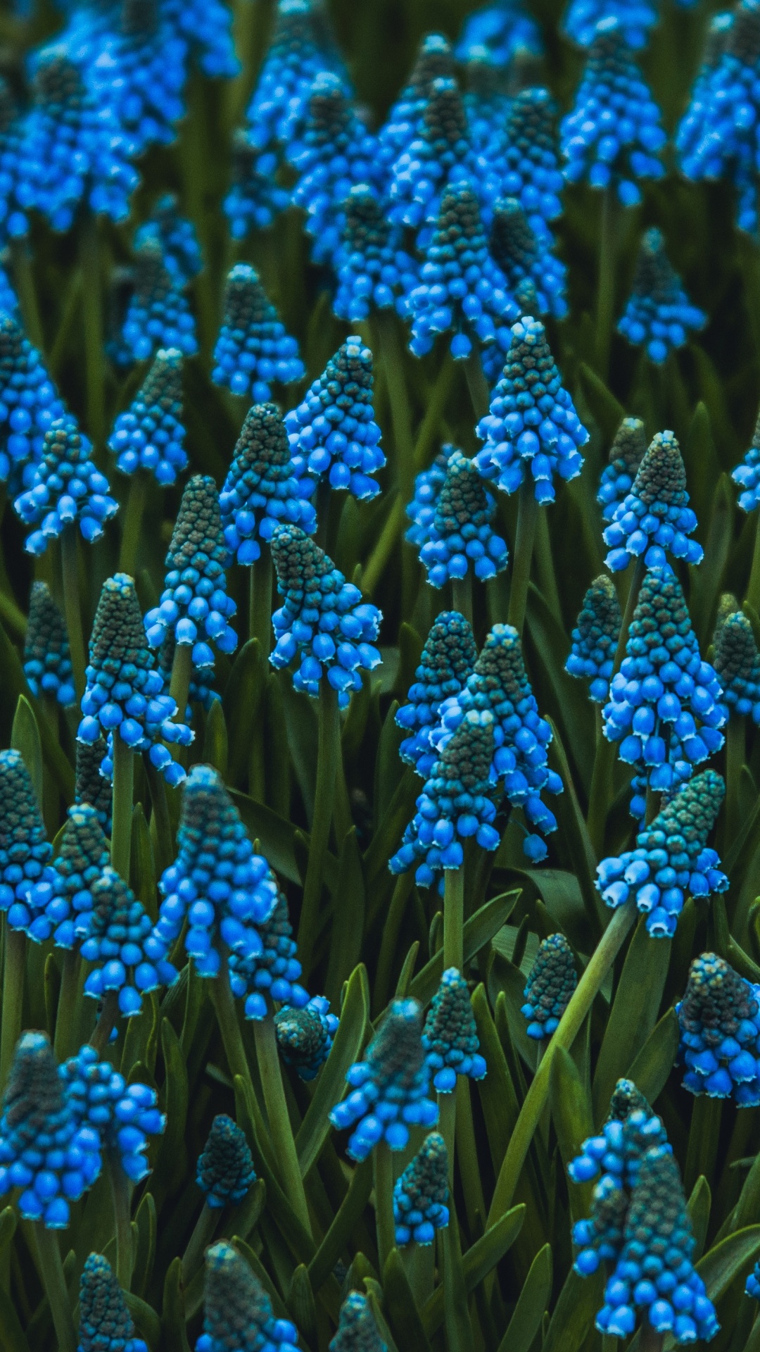 Обои цветок, цветковое растение, виноградный гиацинт, гиацинт, синий в разрешении 1080x1920