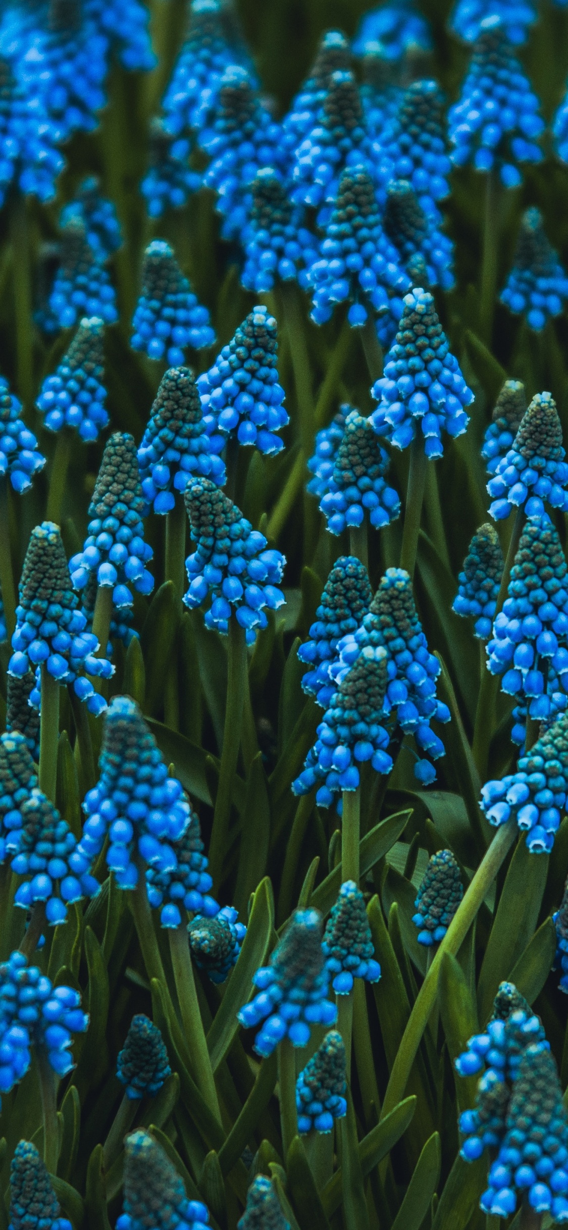 Обои цветок, цветковое растение, виноградный гиацинт, гиацинт, синий в разрешении 1125x2436