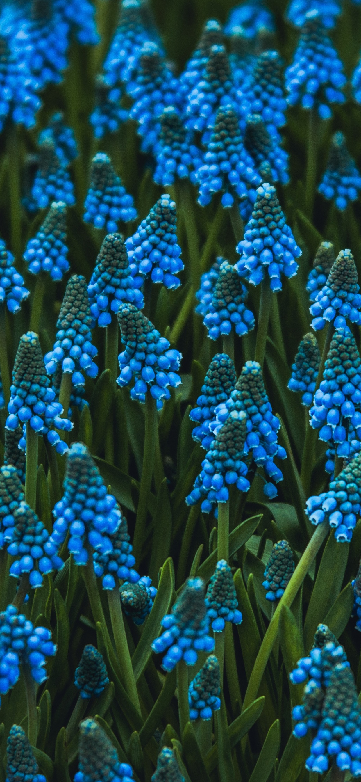 Обои цветок, цветковое растение, виноградный гиацинт, гиацинт, синий в разрешении 1242x2688