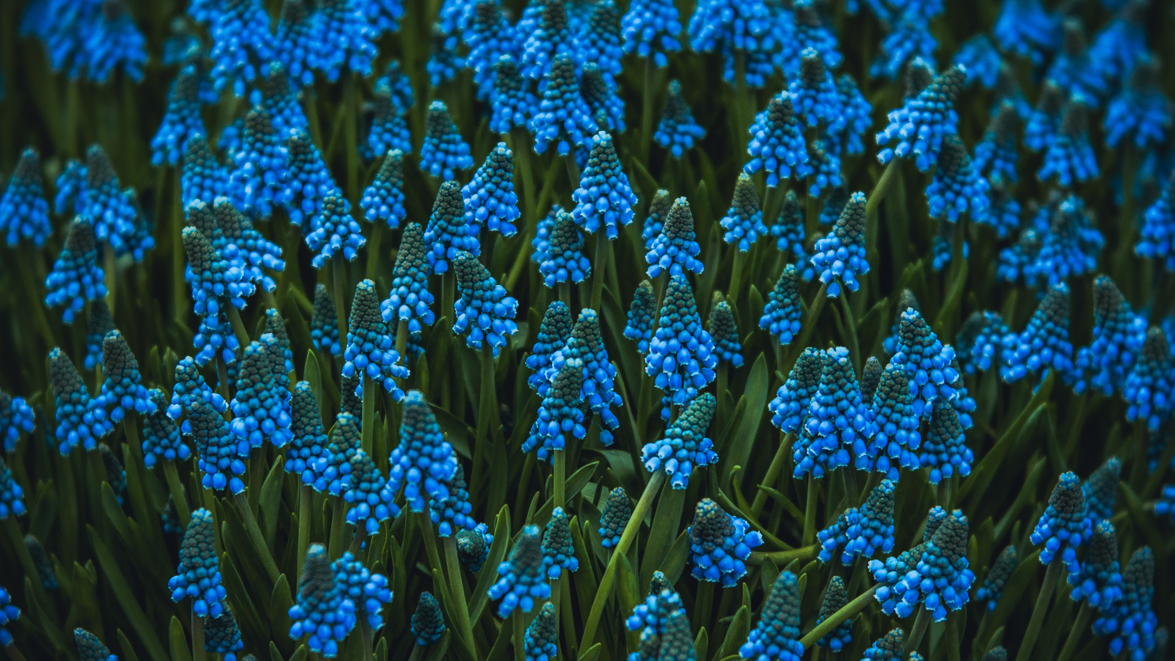 Обои цветок, цветковое растение, виноградный гиацинт, гиацинт, синий в разрешении 3840x2160