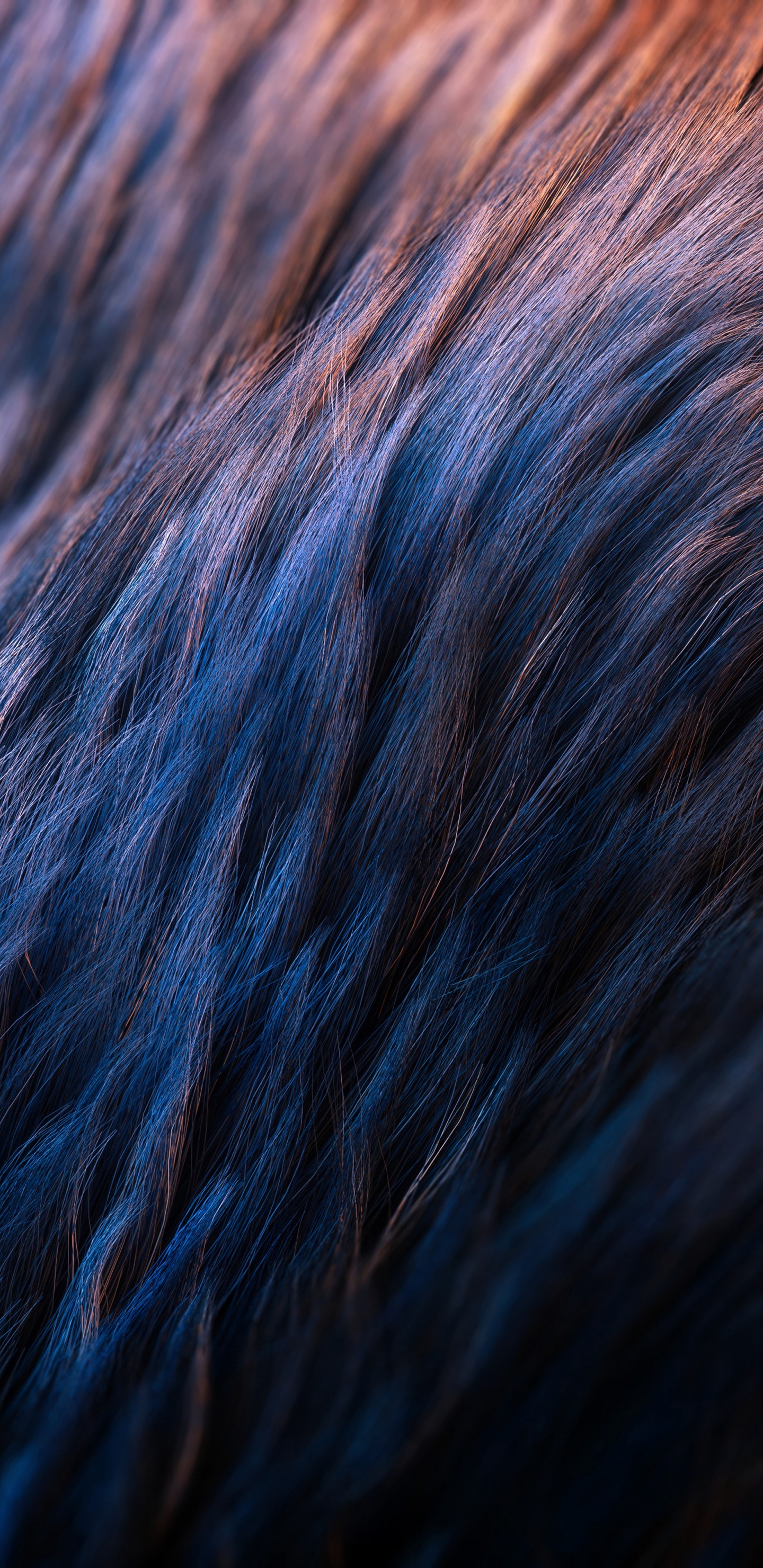 Обои синий, вода, мех, электрик, ткань в разрешении 1440x2960