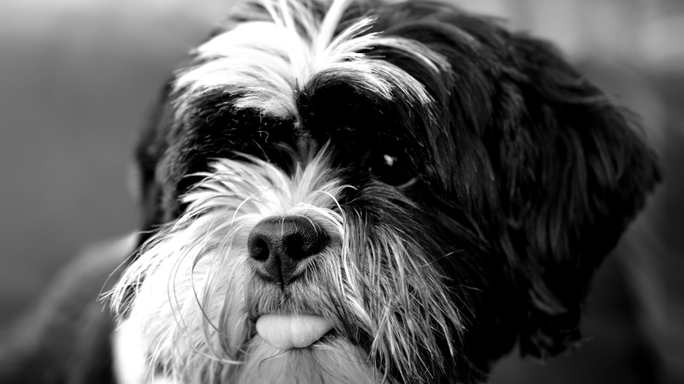 Обои ши тцу, собака, havanese собак, Тибет, морда в разрешении 1366x768