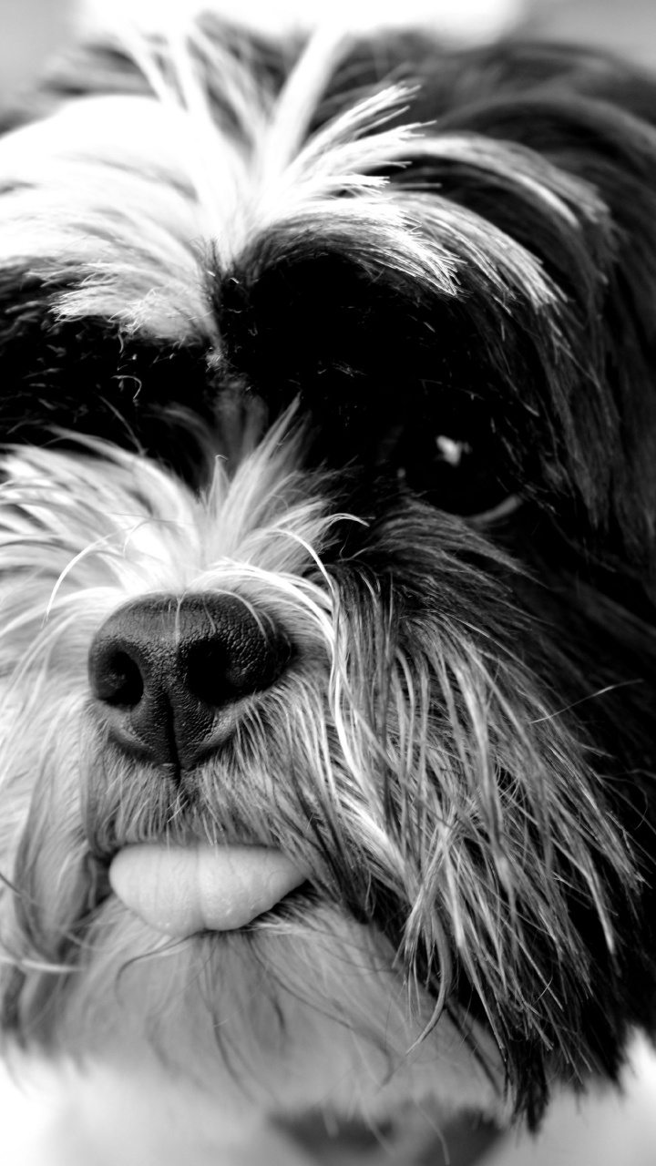 Обои ши тцу, собака, havanese собак, Тибет, морда в разрешении 720x1280