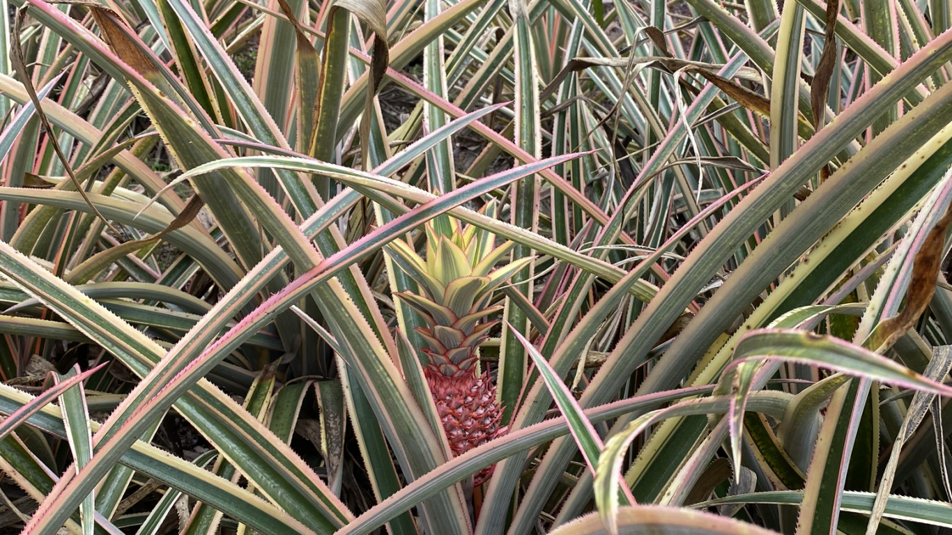 Обои Флора, стебель растения, растительность, кустарник, трава в разрешении 1366x768