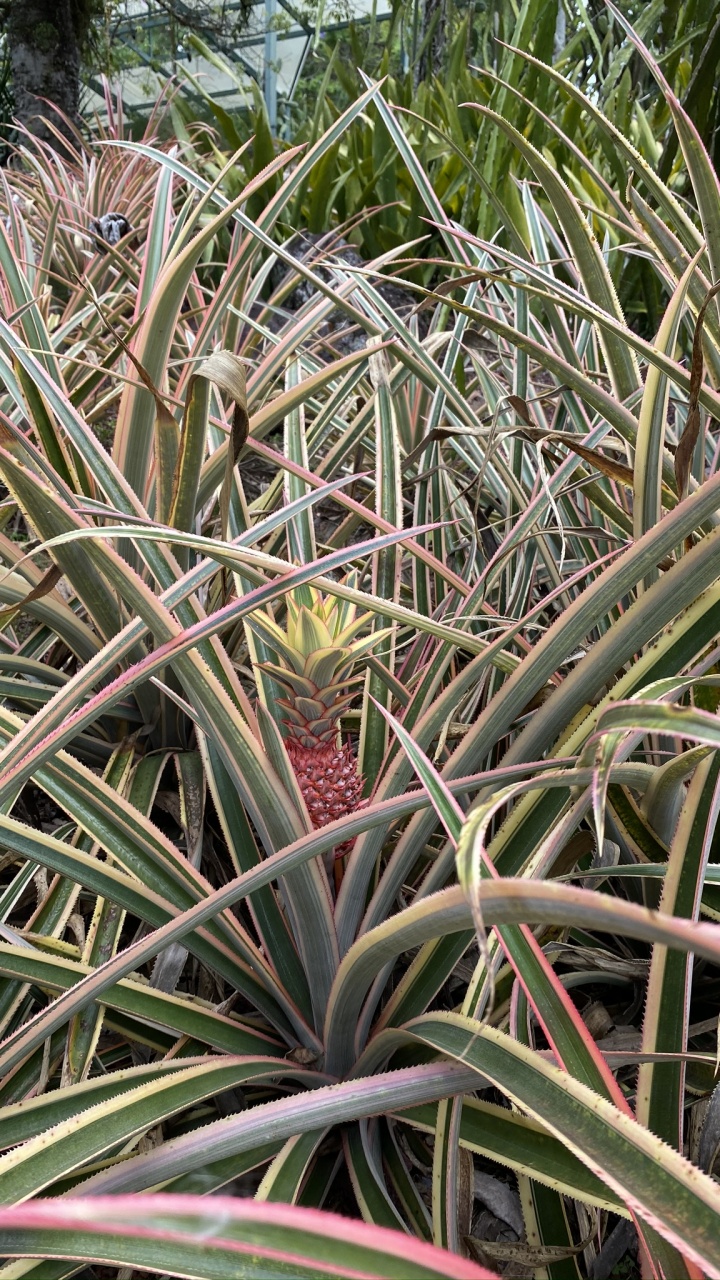 Обои Флора, стебель растения, растительность, кустарник, трава в разрешении 720x1280