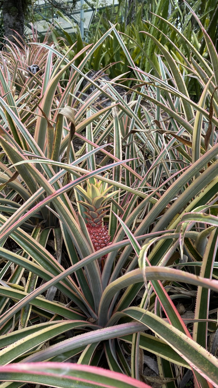 Обои Флора, стебель растения, растительность, кустарник, трава в разрешении 750x1334