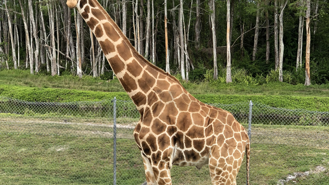 Обои Жираф, наземные животные, биология, наука, жирафовые в разрешении 1280x720