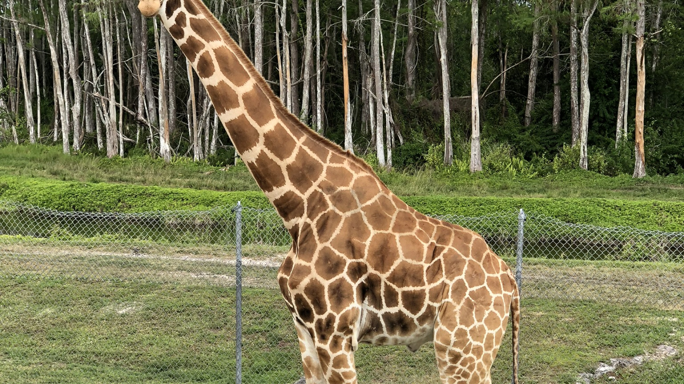 Обои Жираф, наземные животные, биология, наука, жирафовые в разрешении 1366x768