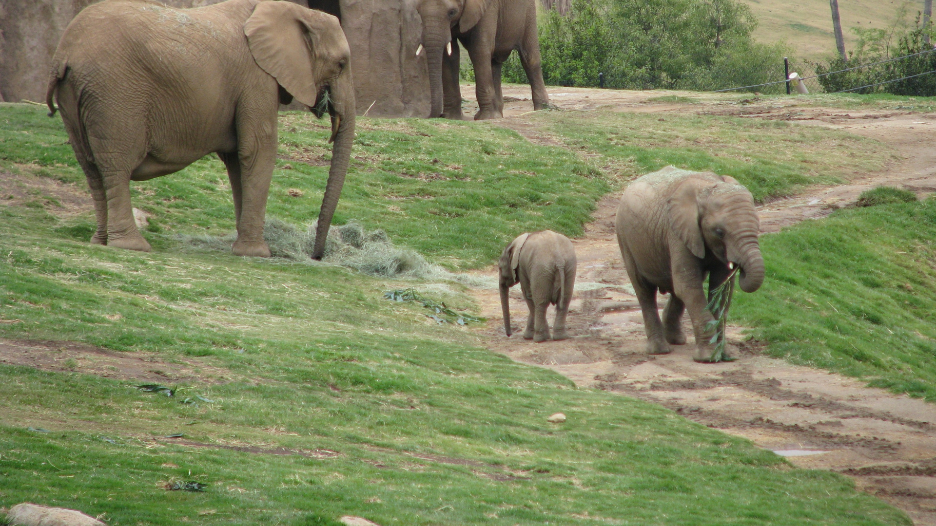 Обои зоопарк Сан Диего, Зоопарк Сан-Диего Сафари, зоопарк, Слон, наземные животные в разрешении 1920x1080
