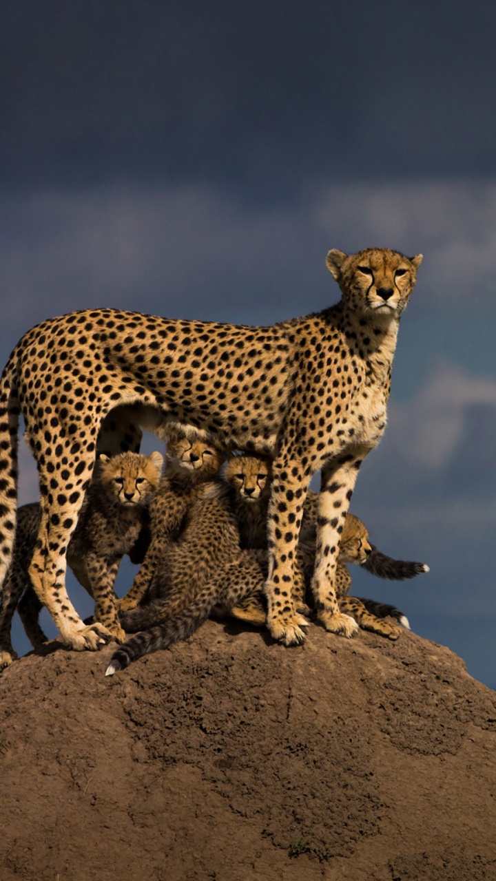 Обои Гепард, живая природа, наземные животные, сафари, масаи Мара в разрешении 720x1280