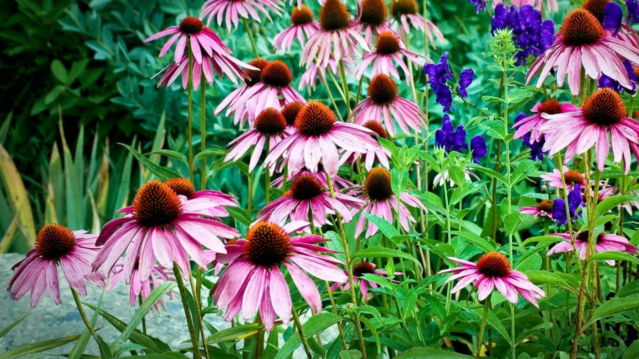 Обои рудбекия, цветковое растение, растение, семья ромашек, Флора в разрешении 1280x720