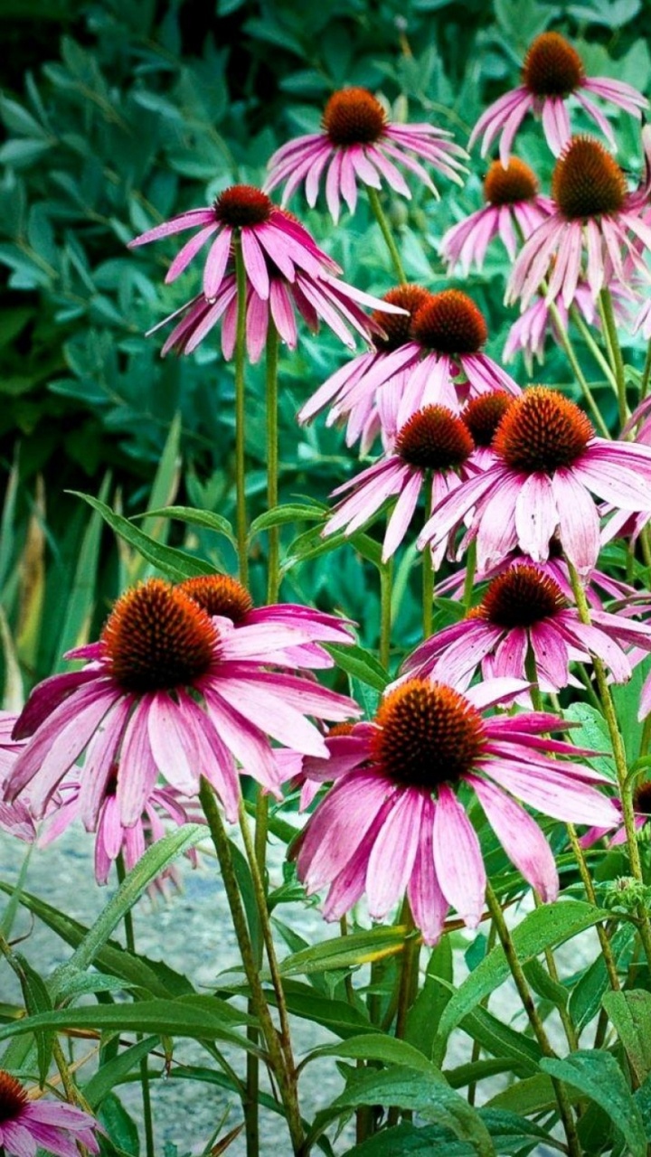 Обои рудбекия, цветковое растение, растение, семья ромашек, Флора в разрешении 720x1280