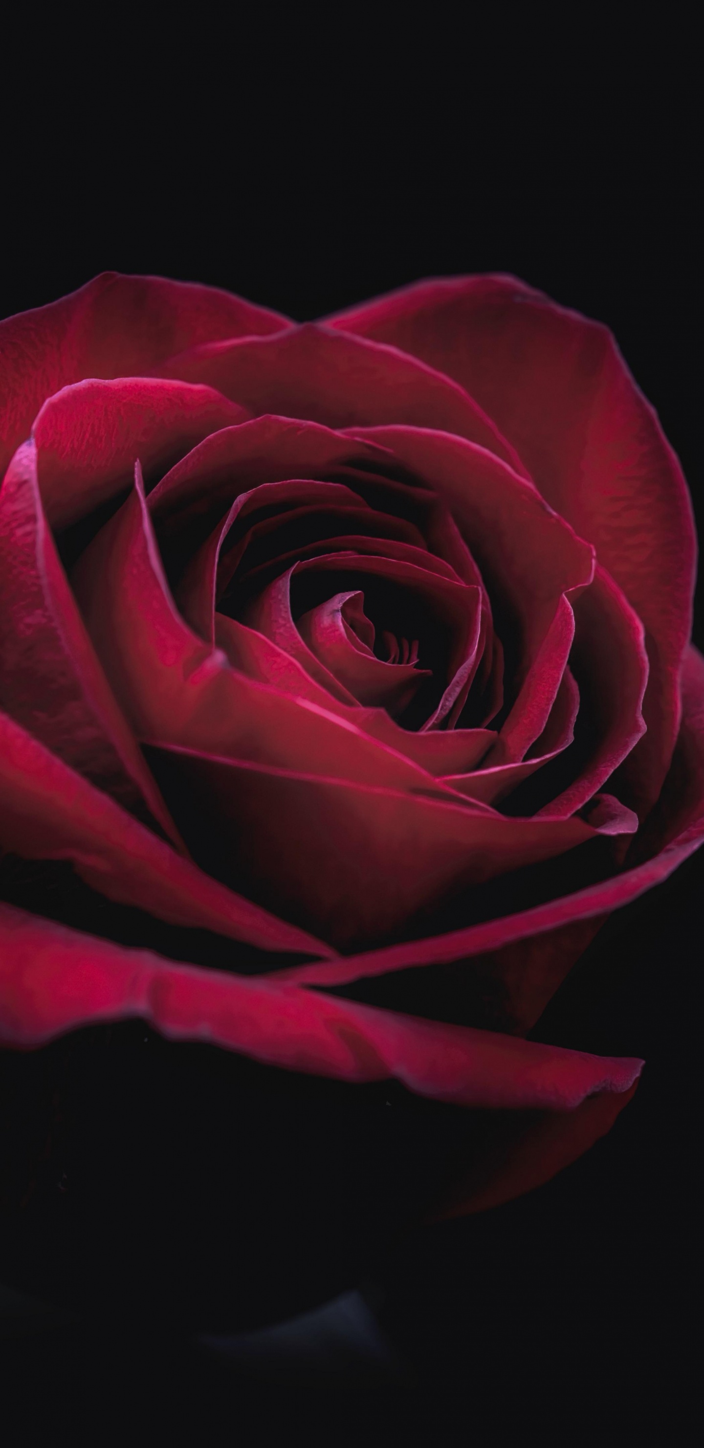 Обои цветок, растение, лепесток, гибридная чайная роза, Роза в разрешении 1440x2960