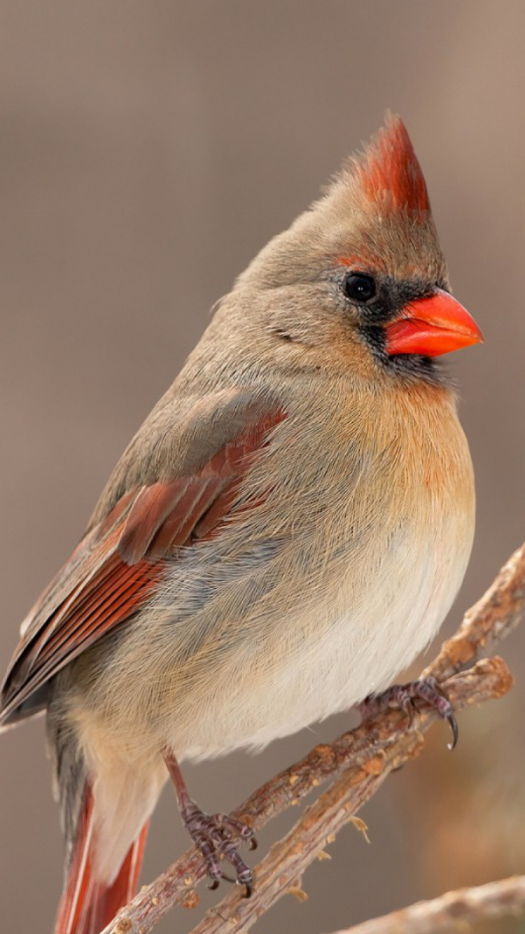 Обои Северный кардинал, клюв, птица, количественное числительное, певчая птица в разрешении 750x1334